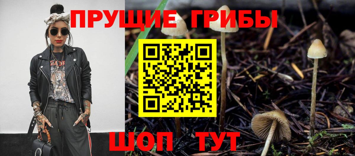Грозный  Псилоцибиновые грибы Psilocybine cubensis  Вход с VPN 